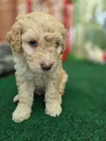 Male Orange Collar, a male Goldendoodle and Bernedoodle for sale in Flower Mound, TX – 2 of 5