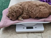 Male Black Collar, a male Goldendoodle and Bernedoodle for sale in Flower Mound, TX – 3 of 4