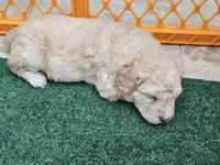 Male Orange Collar, a male Goldendoodle and Bernedoodle for sale in Flower Mound, TX – 5 of 5