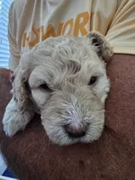 Male Orange Collar, a male Goldendoodle and Bernedoodle for sale in Flower Mound, TX – 4 of 5