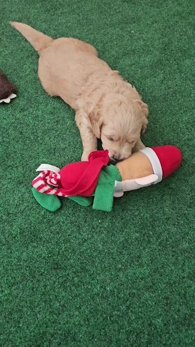 Male Green Collar, a male Goldendoodle and Bernedoodle for sale in Flower Mound, TX – 4 of 4