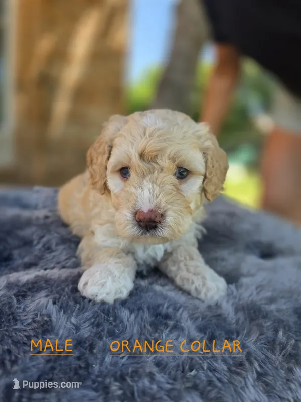 Male Orange Collar – Goldendoodle, Bernedoodle puppy for sale in Flower Mound, TX