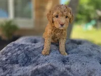 Female Pink Collar, a female Goldendoodle and Bernedoodle for sale in Flower Mound, TX – 3 of 4