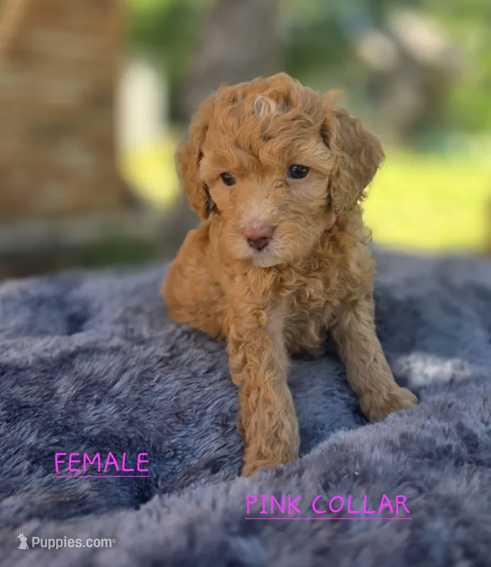 Female Pink Collar – Goldendoodle, Bernedoodle puppy for sale in Flower Mound, TX