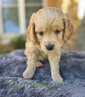 Male Green Collar, a male Goldendoodle and Bernedoodle for sale in Flower Mound, TX – 2 of 4