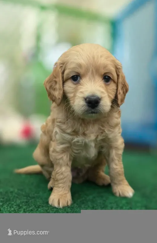 Male Green Collar – Goldendoodle, Bernedoodle puppy for sale in Flower Mound, TX