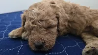 Male Black Collar, a male Goldendoodle and Bernedoodle for sale in Flower Mound, TX – 2 of 4