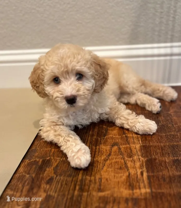 Male Orange Collar – Goldendoodle, Miniature Bernedoodle puppy for sale in Flower Mound, TX