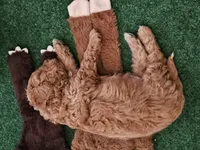 Male Black Collar, a male Goldendoodle and Bernedoodle for sale in Flower Mound, TX – 4 of 4