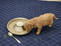 Female Pink Collar, a female Goldendoodle and Bernedoodle for sale in Flower Mound, TX – 4 of 4