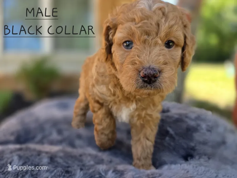 Male Black Collar – Goldendoodle, Bernedoodle puppy for sale in Flower Mound, TX