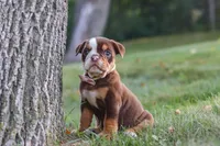 Rosie, a female English Bulldog and Beagle for sale in Millersburg, OH – 5 of 10
