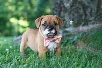 Chloe, a female French Bulldog for sale in Millersburg, OH – 6 of 10
