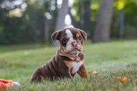 Rosie, a female English Bulldog and Beagle for sale in Millersburg, OH – 7 of 10