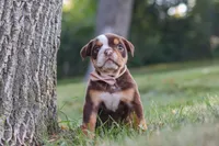 Rosie, a female English Bulldog and Beagle for sale in Millersburg, OH – 3 of 10