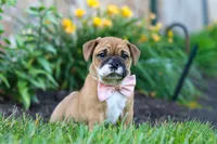 Chloe, a female French Bulldog for sale in Millersburg, OH – 5 of 10