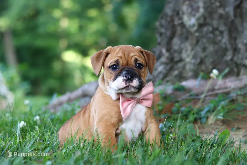 Chloe – French Bulldog puppy for sale in Millersburg, OH