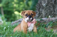 Chloe, a female French Bulldog for sale in Millersburg, OH – 1 of 10