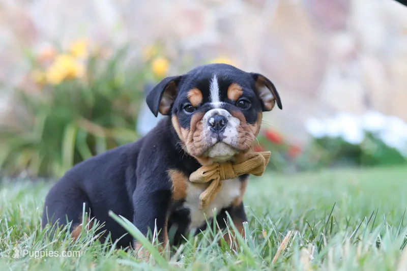Rockstar – English Bulldog, Beagle puppy for sale in Millersburg, OH