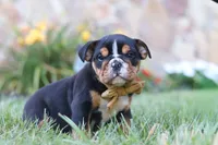 Rockstar, a male English Bulldog and Beagle for sale in Millersburg, OH – 1 of 6