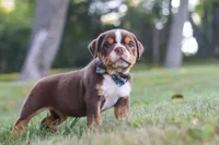 Rocket, a male English Bulldog and Beagle for sale in Millersburg, OH – 3 of 10