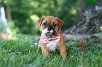 Chloe, a female French Bulldog for sale in Millersburg, OH – 3 of 10