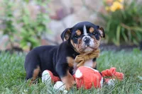 Rockstar, a male English Bulldog and Beagle for sale in Millersburg, OH – 5 of 6