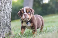 Rocket, a male English Bulldog and Beagle for sale in Millersburg, OH – 4 of 10