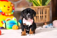 processed/8255f4c5-4bce-4767-a08f-d40a3ea79956/listing/40cab61e-6702-4580-983a-b8720a46caf5/266c514a-e405-4225-85de-a3fc6fe47cd8