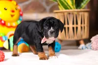 processed/8255f4c5-4bce-4767-a08f-d40a3ea79956/listing/40cab61e-6702-4580-983a-b8720a46caf5/589be1b4-64dc-4142-9449-6bbd79899b0d