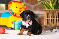 processed/8255f4c5-4bce-4767-a08f-d40a3ea79956/listing/40cab61e-6702-4580-983a-b8720a46caf5/a7a58d90-f930-4af9-aa71-92ed3d98bc61