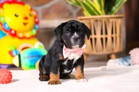 processed/8255f4c5-4bce-4767-a08f-d40a3ea79956/listing/40cab61e-6702-4580-983a-b8720a46caf5/b0a0259b-9786-4774-bb14-ce90feae8a7f