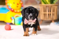 processed/8255f4c5-4bce-4767-a08f-d40a3ea79956/listing/40cab61e-6702-4580-983a-b8720a46caf5/ff64b579-8279-4477-b3b5-d4648f4ab309