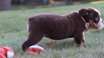 Rosie, a female English Bulldog and Beagle for sale in Millersburg, OH – 10 of 10
