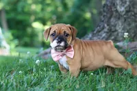 Chloe, a female French Bulldog for sale in Millersburg, OH – 2 of 10