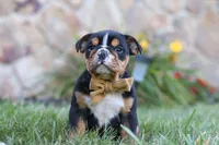 Rockstar, a male English Bulldog and Beagle for sale in Millersburg, OH – 3 of 6