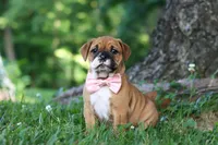 Chloe, a female French Bulldog for sale in Millersburg, OH – 8 of 10