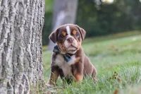 Rocket, a male English Bulldog and Beagle for sale in Millersburg, OH – 8 of 10
