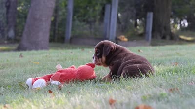 Rocket, a male English Bulldog and Beagle for sale in Millersburg, OH – 10 of 10