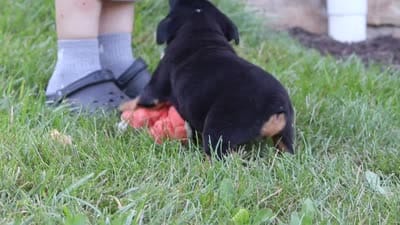 Rockstar, a male English Bulldog and Beagle for sale in Millersburg, OH – 6 of 6