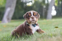 Rocket, a male English Bulldog and Beagle for sale in Millersburg, OH – 5 of 10