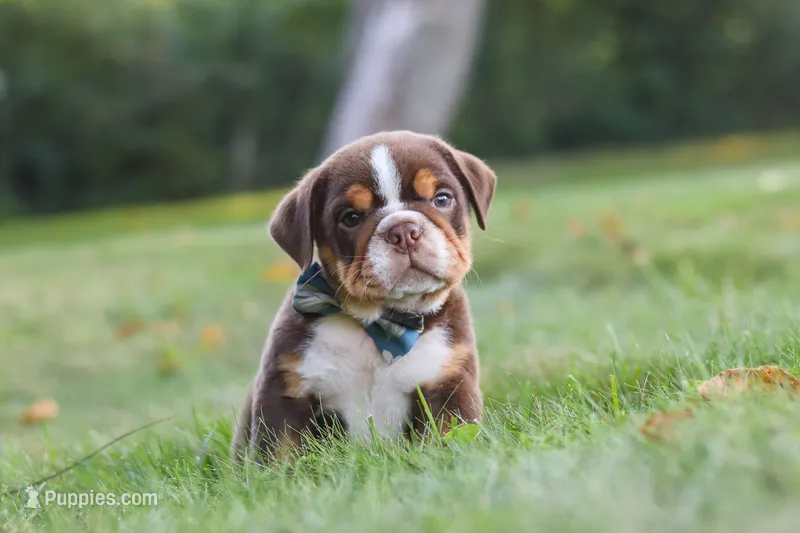 Rocket – English Bulldog, Beagle puppy for sale in Millersburg, OH