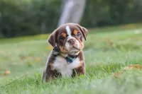Rocket, a male English Bulldog and Beagle for sale in Millersburg, OH – 1 of 10