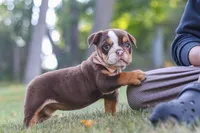 Rosie, a female English Bulldog and Beagle for sale in Millersburg, OH – 6 of 10