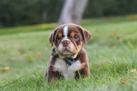 Rocket, a male English Bulldog and Beagle for sale in Millersburg, OH – 6 of 10