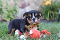 Rockstar, a male English Bulldog and Beagle for sale in Millersburg, OH – 2 of 6