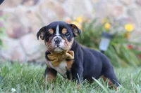 Rockstar, a male English Bulldog and Beagle for sale in Millersburg, OH – 4 of 6