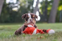 Rosie, a female English Bulldog and Beagle for sale in Millersburg, OH – 9 of 10
