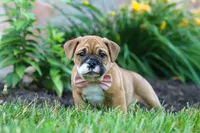 Chloe, a female French Bulldog for sale in Millersburg, OH – 4 of 10