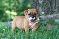 Chloe, a female French Bulldog for sale in Millersburg, OH – 9 of 10